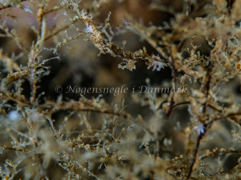 Eubranchus rupium - Ammoniakhavnen - Foto: Michael Christensen
