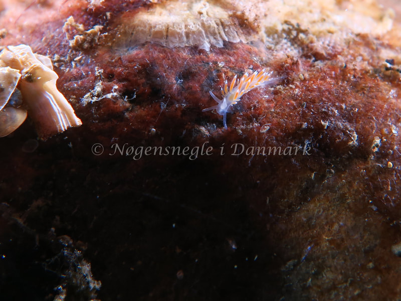 Coryphella verrucosa rufibranchialis - Søbadet Stenrev - Foto: HP Ølgaard