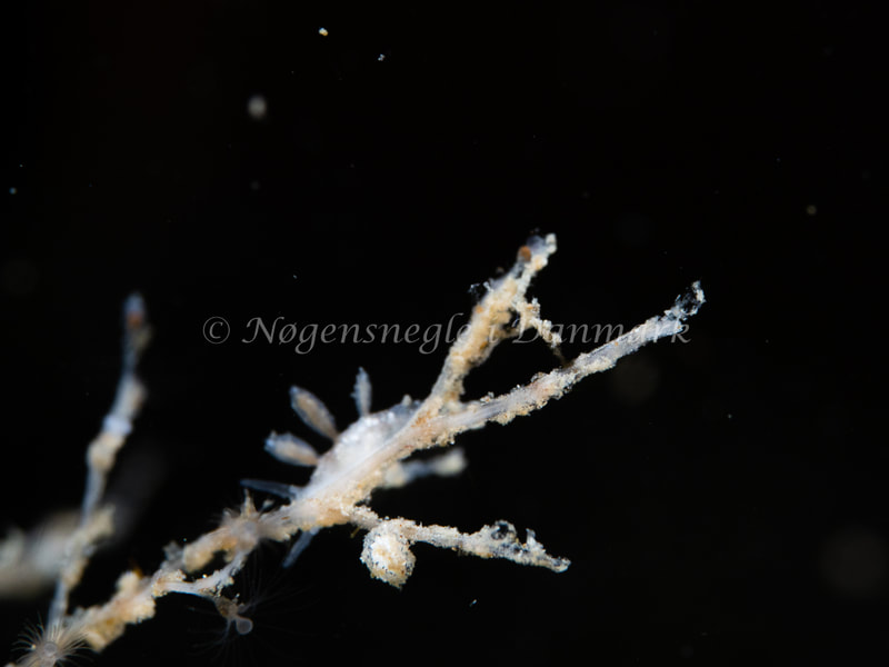 Eubranchus sp. - Ammoniakhavnen - Foto: Michael Christensen