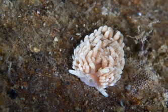 Foto: Poul Erik Rasmussen ....... Aeolidiella glauca -- www.nudibranchia.dk