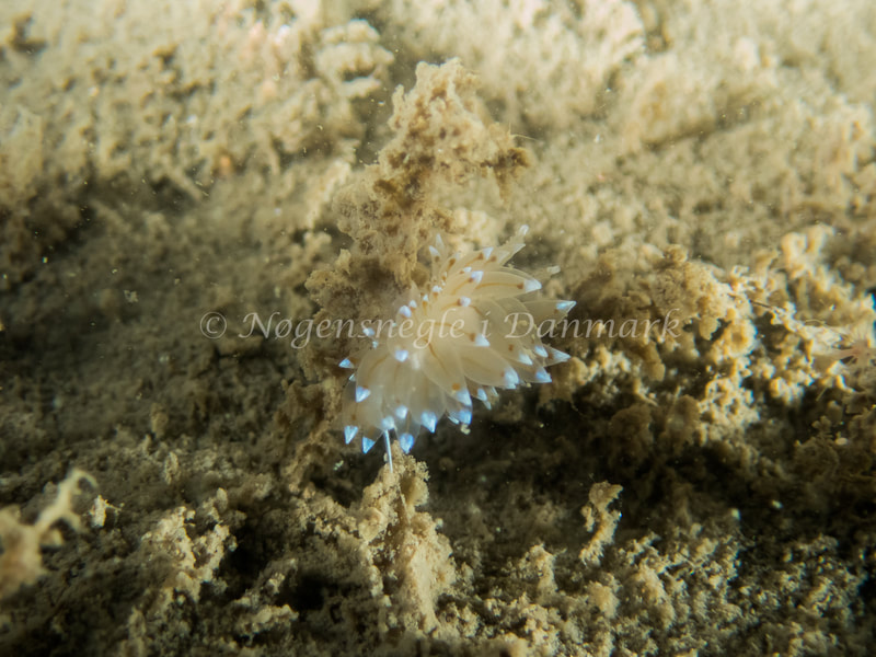 Antiopella cristata - Hvenprammen - Foto: Kenneth Krull