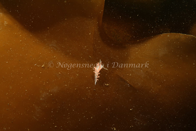 Gulenia monicae - Ammoniakhavnen - Foto: Søren Skov Nielsen