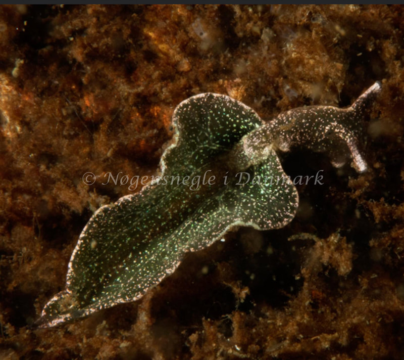 Elysia viridis - Kollund Mole - Foto: Steen Absalon