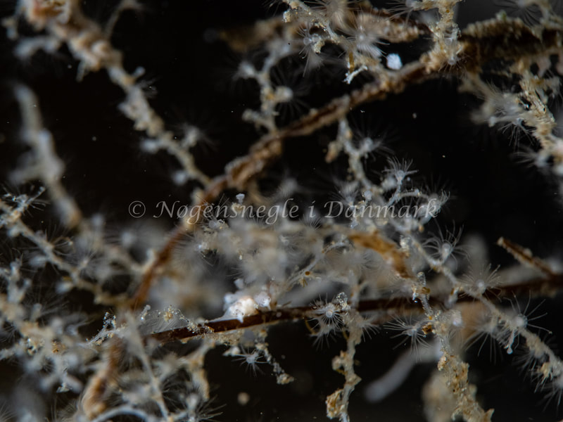 Eubranchus rupium - Ammoniakhavnen - Foto: Michael Christensen