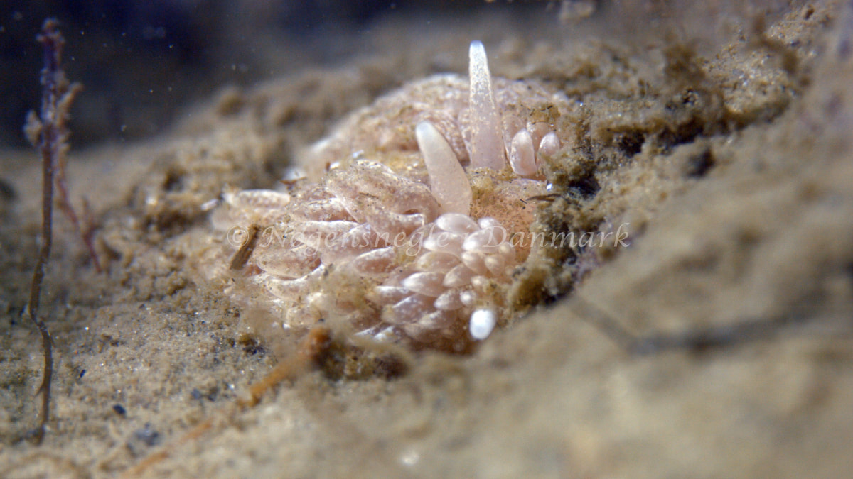 Aeolidiella glauca - Trykkerdammen - Foto: Thomas Blume