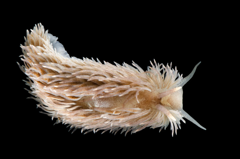 Billede af nøgensneglen Aeolidia filomenae