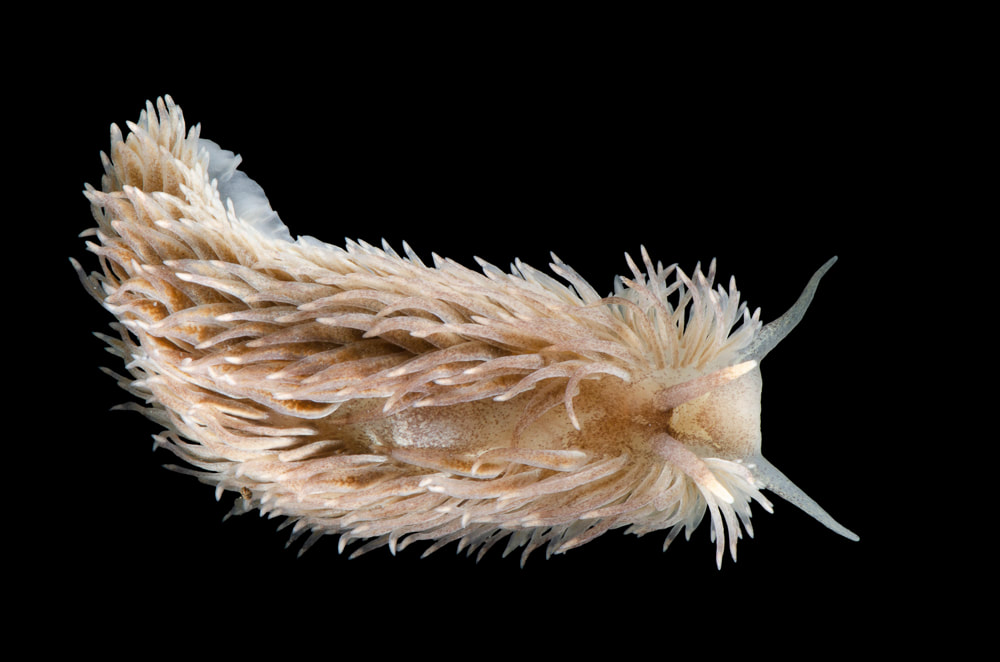 Billede af nøgensneglen Aeolidia filomenae fotograferet ved Løkken