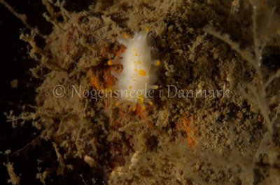 Limacia clavigera - Eisfish S/S (Vrag) - Foto: Jørn Ari