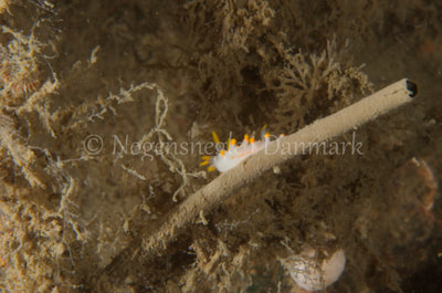 Limacia clavigera - Eisfish S/S (Vrag) - Foto: Jørn Ari