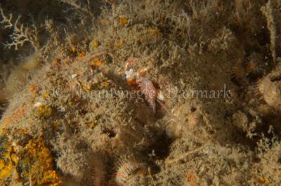 Corryphella verrucosa rufibranchialis - Eisfish S/S (Vrag) - Foto: Jørn Ari