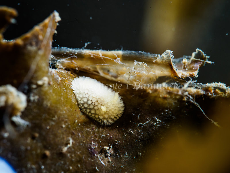 Onchidoris muricata - Ammoniakhavnen - Foto: Michael Christensen