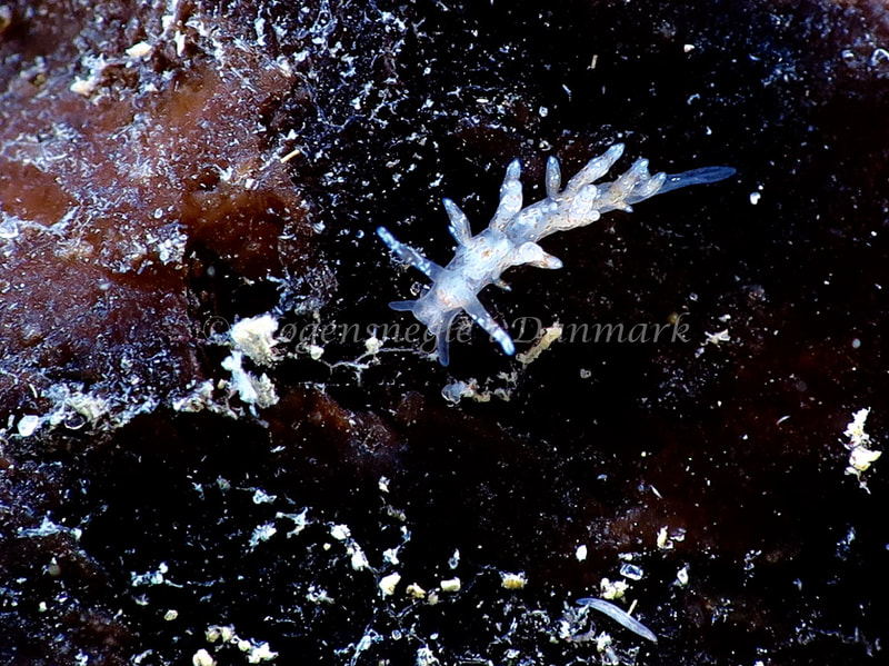 Eubranchus exiguus - Ammoniakhavnen - Foto: Hp ølgaard