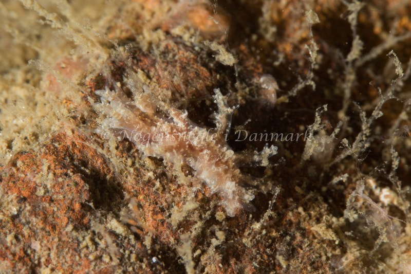 Dendronotus frondosus - Ammoniakhavnen - Foto: Poul Erik Rasmussen