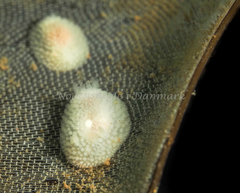 Onchidoris muricata - Ammoniakhavnen, Foto: Dave Holland
