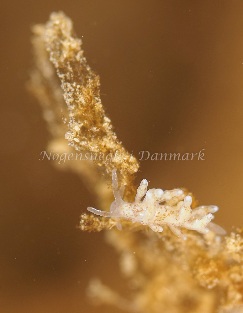 Eubranchus rupium - Munkholmbroen - Foto: Dave Holland