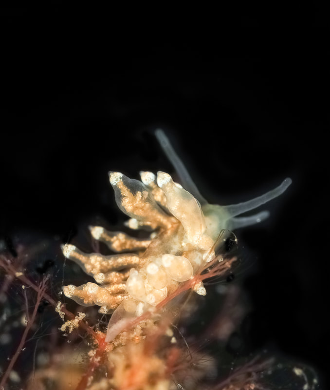 Eubranchus exiguus - Munkholmbroen - Foto: Dave Holland