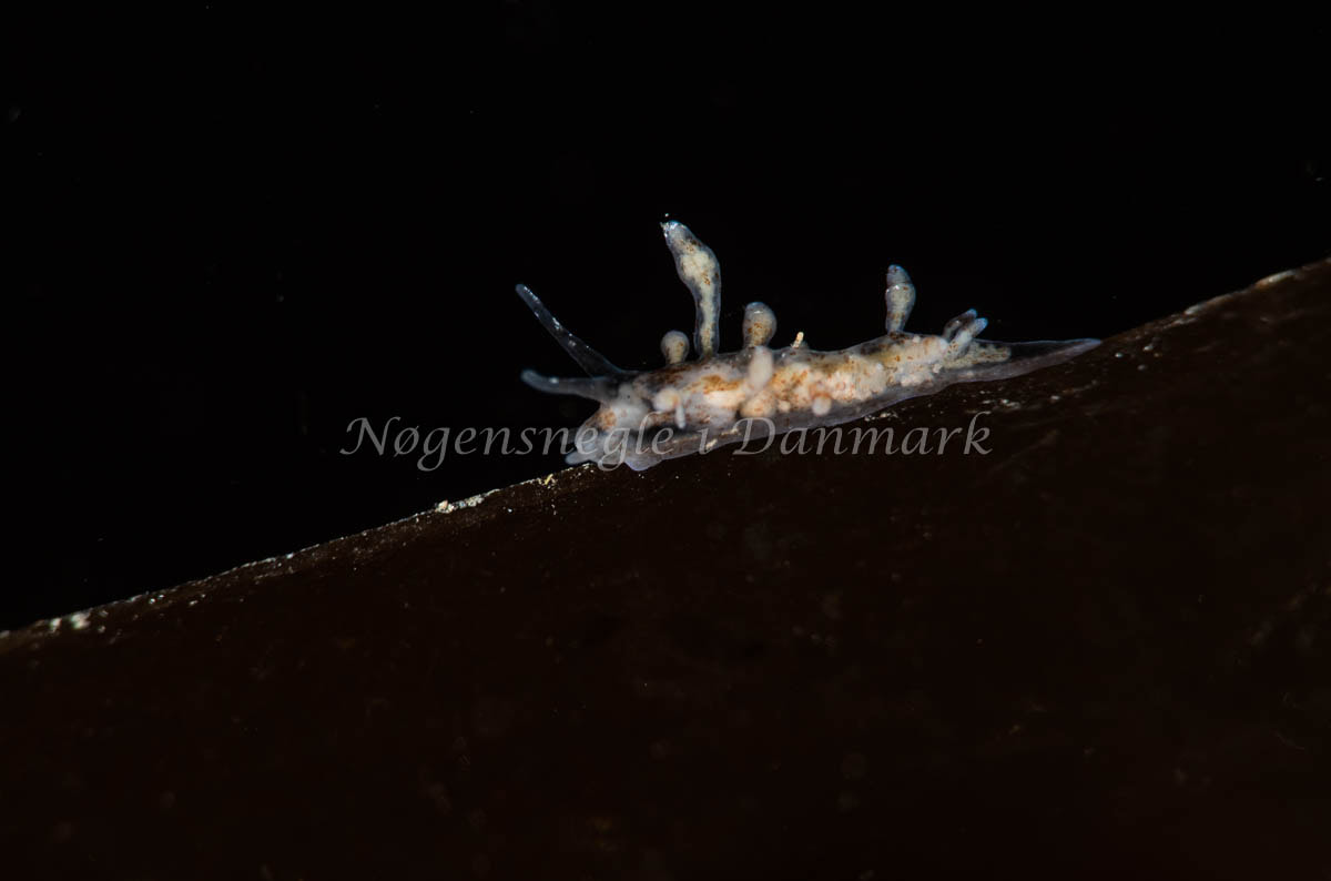 Eubranchus rupium - Ammoniakhavnen - Foto: Pernille Køjborg