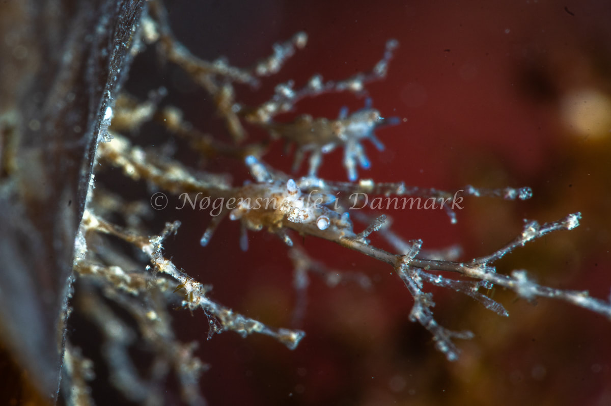 Eubranchus rupium - Ammoniakhavnen - Foto: Tina Hindal