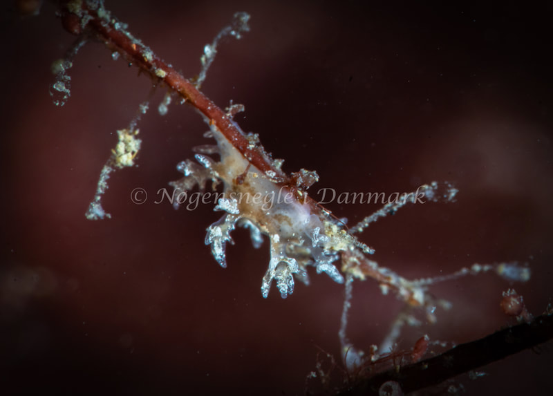 Dendronotus frondosus - Ammoniakhavnen - Foto: Tina Hindal