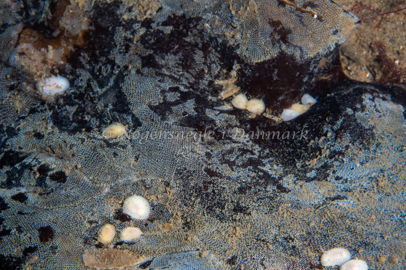 Onchidoris muricata - Ammoniakhavnen - Foto: Tina Hindal