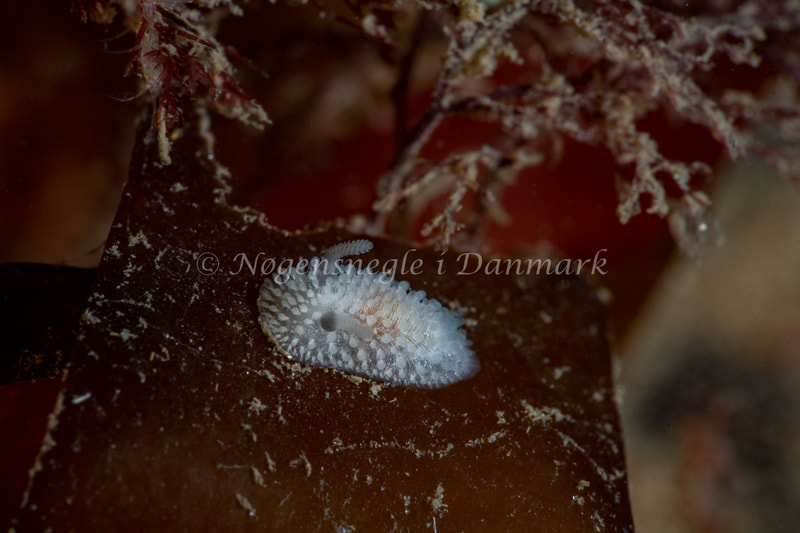 Onchidoris muricata - Ammoniakhavnen - Foto: Tina Hindal