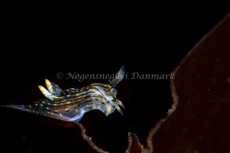 Polycera quadrilineata - Ammoniakhavnen - Foto: Tina Hindal
