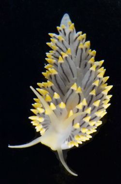 Billede af nøgensneglen Eubranchus tricolor