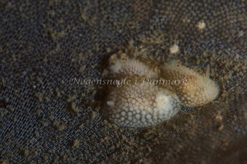 Onchidoris muricata - Ammoniakhavnen - Foto: Ole E. Rasmussen
