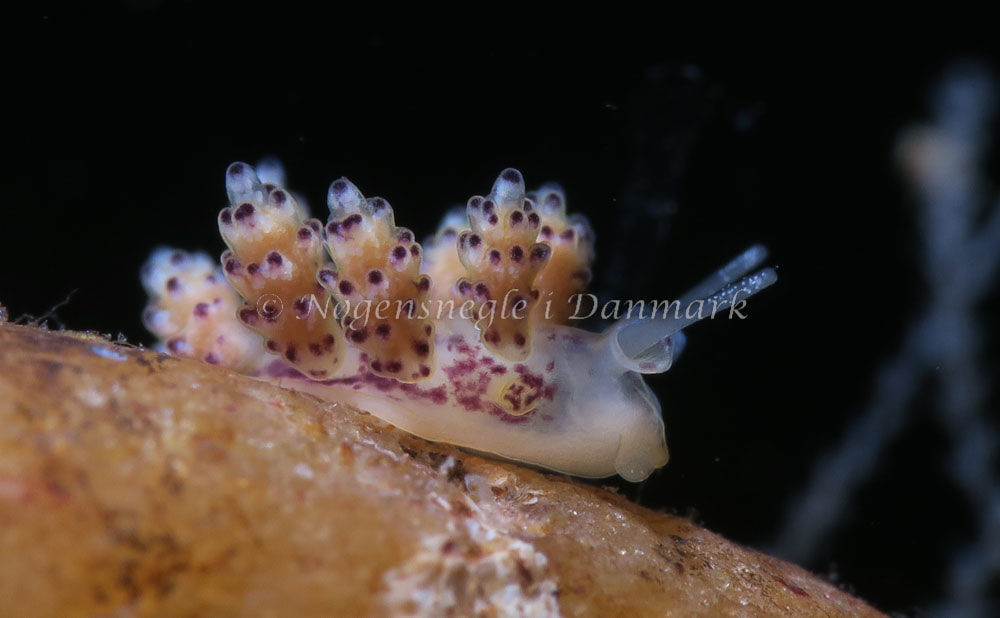 Billede af nøgensneglen Doto hydrallmaniae - Ammoniakhavnen - Foto: HP Ølgaard