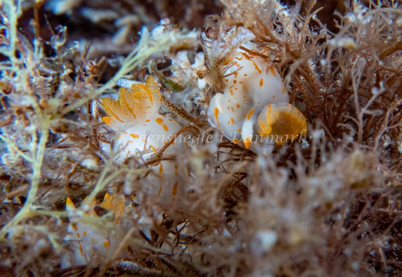Polycera quadrilineata - Barken (Vrag), Saltum Strand - Foto: Tina Hindal