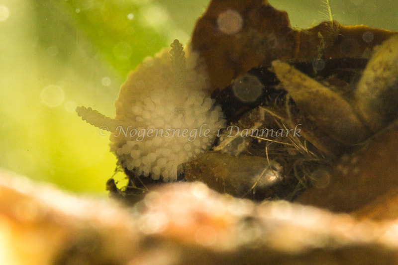 Onchidoris muricata - Ammoniakhavnen - Foto: Poul Erik Rasmussen