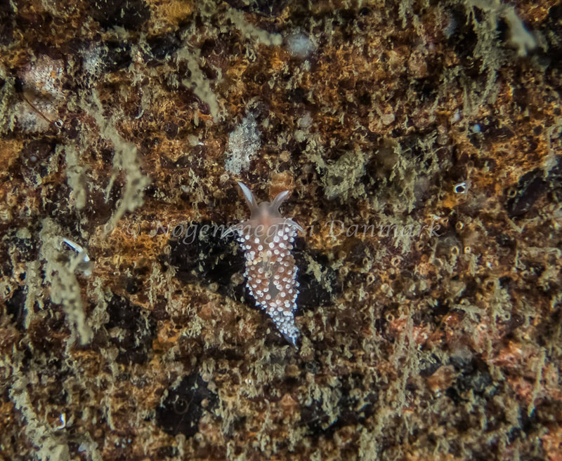 Coryphella verrucosa - Robert S/S (Vrag) - Foto: Kenneth Krull