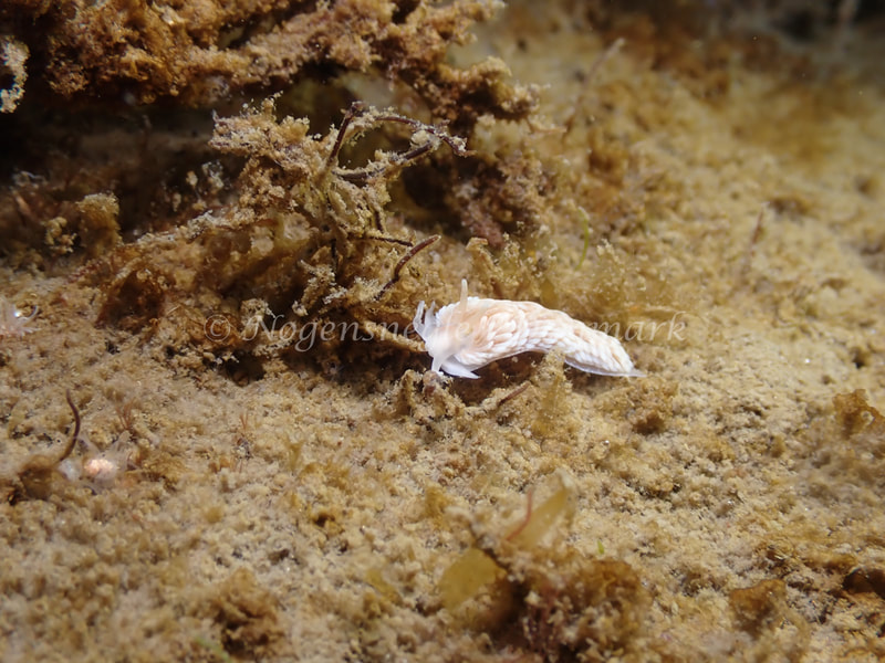 Aeolidiella glauca - Sydmolen, Skagen - Foto: Esben Sick