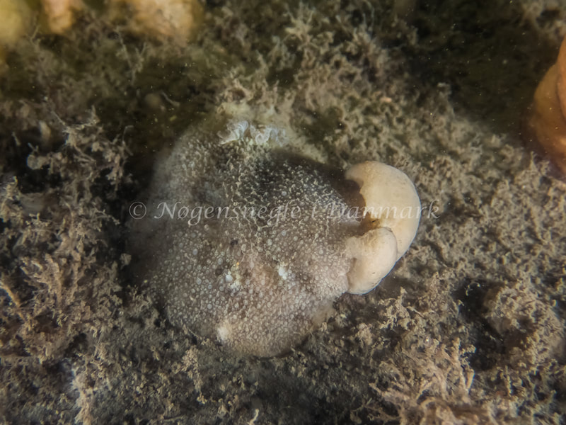 Doris pseudoargus - Eisfish S/S (Vrag) - Foto: Kenneth Krull