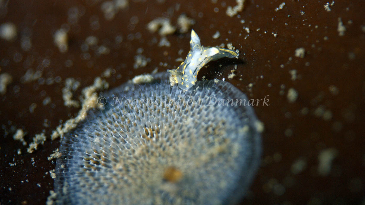 Polycera quadrilineata - Trykkerdammen - Foto: Thomas Blume