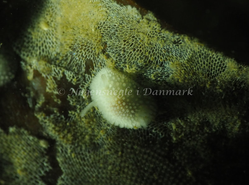 Onchidoris muricata - Ammoniakhavnen - Foto: Jens Egon Jørgensen