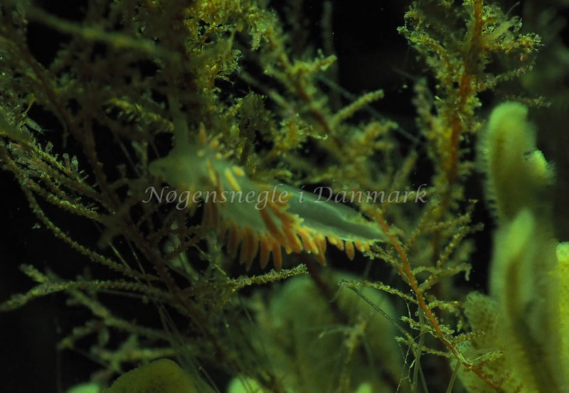 Coryphella verrucosa rufibranchialis - Ammoniakhavnen - Foto: Jens Egon Jørgensen