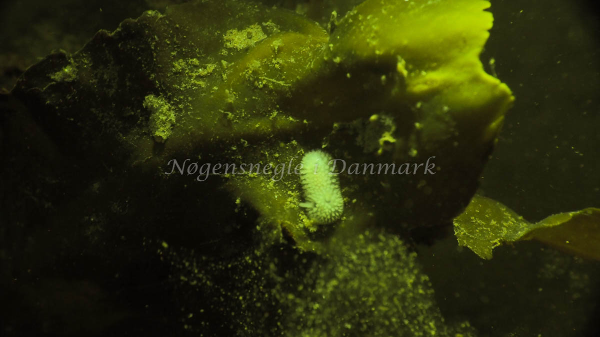 Onchidoris muricata - Ammoniakhavnen - Foto: Jens Egon Jørgensen