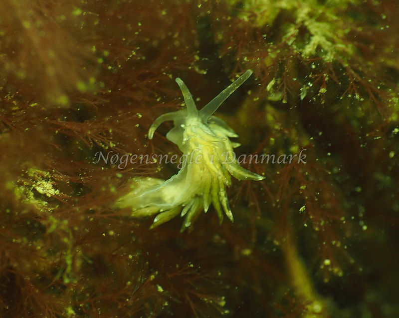Coryphella verrucosa rufibranchialis - Lyngsbo Strand - Foto: Jens Egon Jørgensen